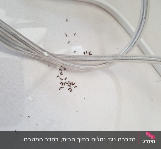 נמלים על משטח ליד כבלים חשמליים